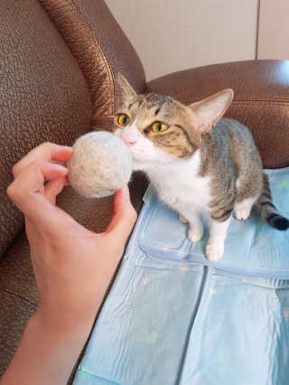 아네미아님이 올린 리뷰 사진 1