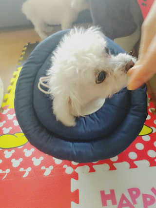 댕댕님이 올린 리뷰 사진 2