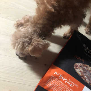 펫토리아 한끼뚝딱 클래식 국산 건식사료 — 5점을 준 리뷰어가 2019년 7월 올린 사용 사진