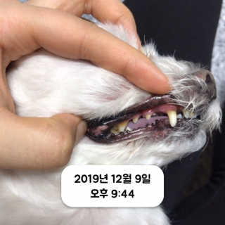 핏펫 플라고 — 5점을 준 리뷰어가 2019년 12월 올린 사용 사진