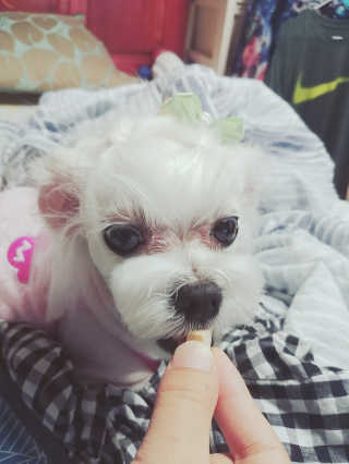 펫츠플레이트 동결건조간식 기호성 테스트 8종 — 5점을 준 리뷰어가 2018년 6월 올린 사용 사진