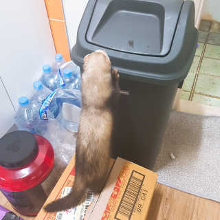창신리빙 프랑코 퍼블릭 스윙 휴지통 10L, 25L, 35L — 3.67점을 준 리뷰어가 2019년 9월 올린 사용 사진