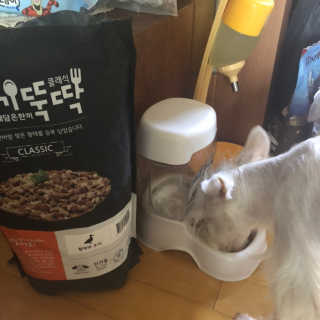 펫토리아 한끼뚝딱 클래식 강아지 건식사료 — 5점을 준 리뷰어가 2019년 4월 올린 사용 사진