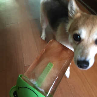 솜솜님이 올린 리뷰 사진 4