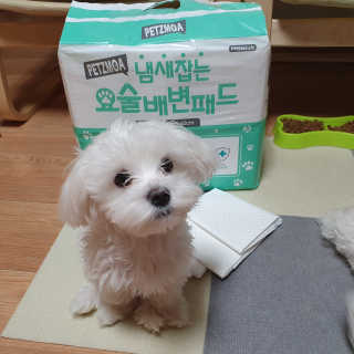 페츠모아 냄새잡는 요술배변패드 — 5점을 준 리뷰어가 2020년 3월 올린 사용 사진