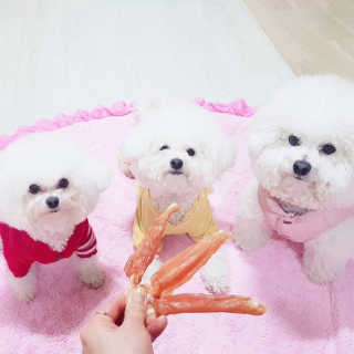 삼숑이맘님이 올린 리뷰 사진 1