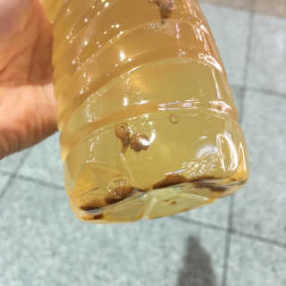 로하스웰 프랑스산 레몬밤 분말 — 4.67점을 준 리뷰어가 2018년 6월 올린 사용 사진