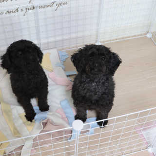 [펫토리아] BEST 한칸뚝딱 강아지 울타리12P — 5점을 준 리뷰어가 2019년 3월 올린 사용 사진