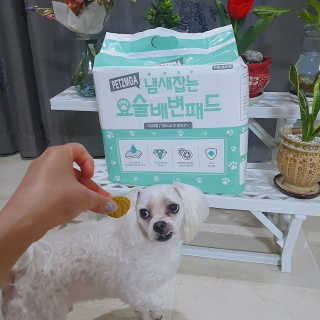 페츠모아 냄새잡는 요술배변패드 — 5점을 준 리뷰어가 2020년 3월 올린 사용 사진