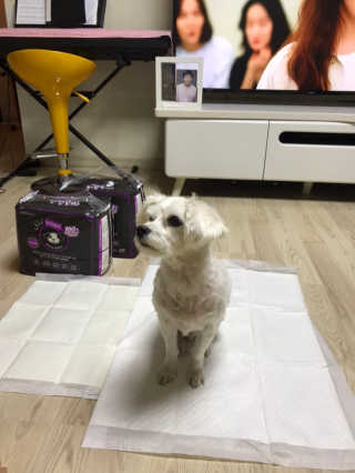 펫토리아 한장뚝딱 NEW 프리미엄 국내산 배변패드 — 5점을 준 리뷰어가 2019년 5월 올린 사용 사진