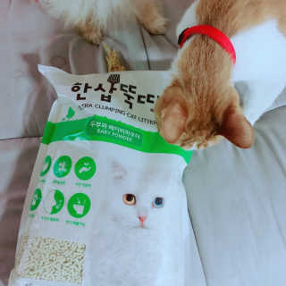 [펫토리아] BEST 고양이두부모래 6L 한삽뚝딱 — 3.5점을 준 리뷰어가 2019년 2월 올린 사용 사진