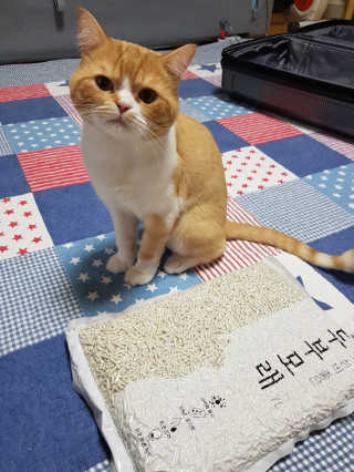 초코쿠키네님이 올린 리뷰 사진 1