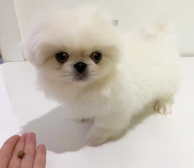 닥터설 트릿 리뷰 사진