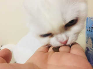 화이집사님이 올린 리뷰 사진 4