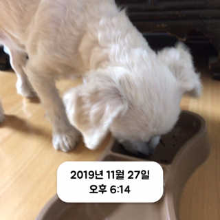 핏펫 플라고 — 5점을 준 리뷰어가 2019년 12월 올린 사용 사진