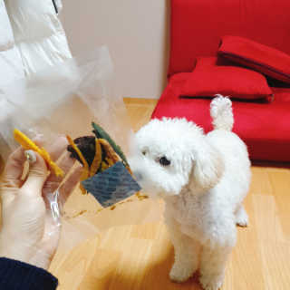 펫테라피 플레이트 야채품은 하루황태 — 5점을 준 리뷰어가 2020년 1월 올린 사용 사진