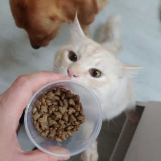 그린펫푸드 인섹트캣 글루텐프리（1.2KG） — 5점을 준 리뷰어가 2019년 9월 올린 사용 사진