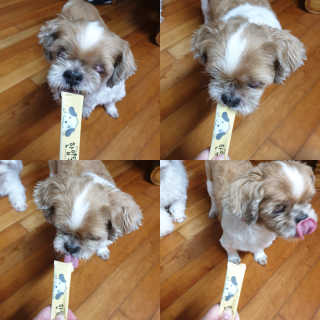 [펫토리아]짜먹는 한입뚝딱 강아지.고양이 마약간식 — 5점을 준 리뷰어가 2019년 7월 올린 사용 사진