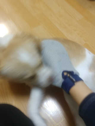 Four paws 리뉴얼 포포즈 매직코트 털 제거 브러쉬 — 5점을 준 리뷰어가 2018년 8월 올린 사용 사진