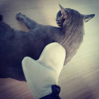 Four paws 리뉴얼 포포즈 매직코트 털 제거 브러쉬 — 5점을 준 리뷰어가 2018년 8월 올린 사용 사진