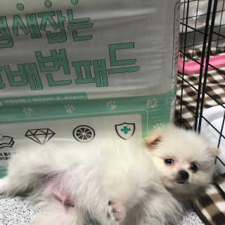 페츠모아 냄새잡는 요술배변패드 — 5점을 준 리뷰어가 2020년 2월 올린 사용 사진