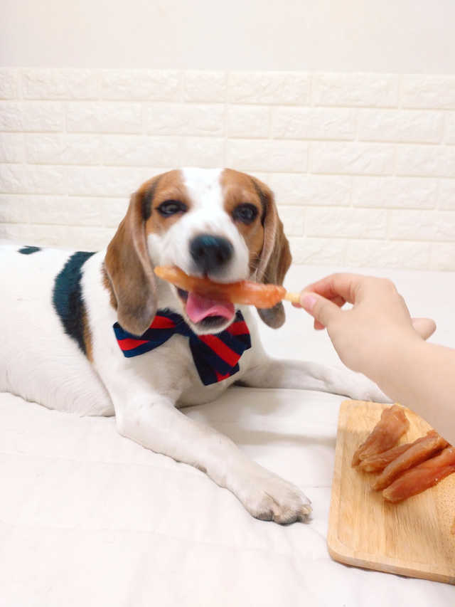 강아지 닭갈비껌 10p 리뷰 사진