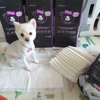 펫토리아 한장뚝딱 NEW 프리미엄 국내산 배변패드 — 5점을 준 리뷰어가 2019년 5월 올린 사용 사진