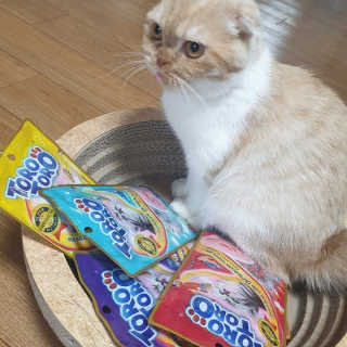 펫토리아 짜먹는 토로토로 고양이 파우치 간식 — 5점을 준 리뷰어가 2019년 6월 올린 사용 사진