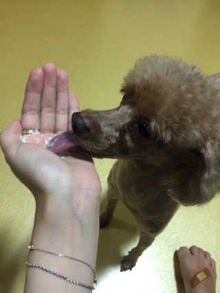 재로우 제로우 펫 도필러스 반려동물 유산균 영양제 70.5g — 4.67점을 준 리뷰어가 2018년 7월 올린 사용 사진