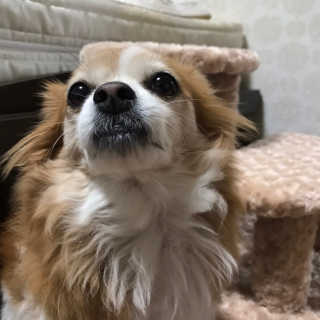 [펫토리아] 한탭뚝딱 강아지계단 BEST 모음 — 5점을 준 리뷰어가 2019년 1월 올린 사용 사진