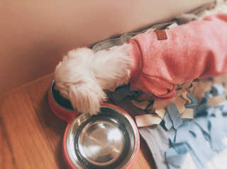 [펫토리아] 맛도 영양도 BEST 한끼뚝딱 강아지 사료 — 4.5점을 준 리뷰어가 2018년 12월 올린 사용 사진