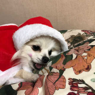 푸디웜 주식회사 [푸디웜] 강아지 저알러지 수제간식 4종세트 — 4점을 준 리뷰어가 2018년 12월 올린 사용 사진