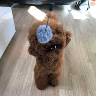 댕댕언니님이 올린 리뷰 사진 2