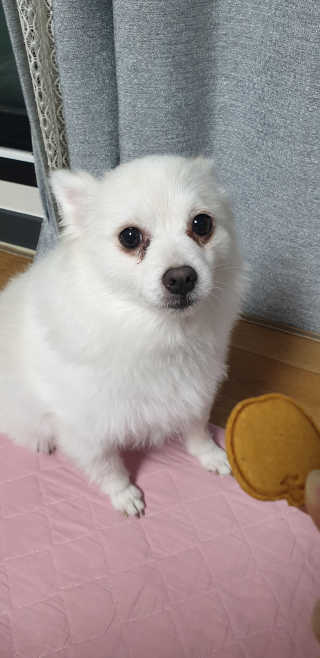 [브루클린펫코] 프리미엄 강아지 수제 쿠키 2종 SET — 5점을 준 리뷰어가 2020년 2월 올린 사용 사진