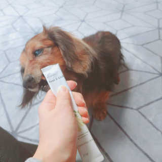 [펫토리아] 한입뚝딱 바이트 + 짜먹는 한입뚝딱 SET — 5점을 준 리뷰어가 2020년 2월 올린 사용 사진