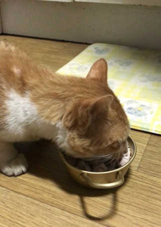 펫프렌즈 생고기가 한봉지 가득 원츄 50g — 5점을 준 리뷰어가 2020년 1월 올린 사용 사진