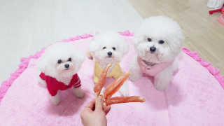 삼숑이맘님이 올린 리뷰 사진 2