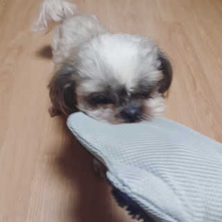 Four paws 리뉴얼 포포즈 매직코트 털 제거 브러쉬 — 5점을 준 리뷰어가 2018년 8월 올린 사용 사진
