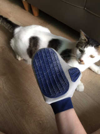Four paws 리뉴얼 포포즈 매직코트 털 제거 브러쉬 — 5점을 준 리뷰어가 2018년 8월 올린 사용 사진