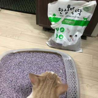 [펫토리아] BEST 고양이두부모래 6L 한삽뚝딱 — 5점을 준 리뷰어가 2019년 2월 올린 사용 사진