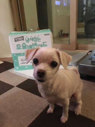 페츠모아 냄새잡는 요술배변패드 — 5점을 준 리뷰어가 2020년 2월 올린 사용 사진