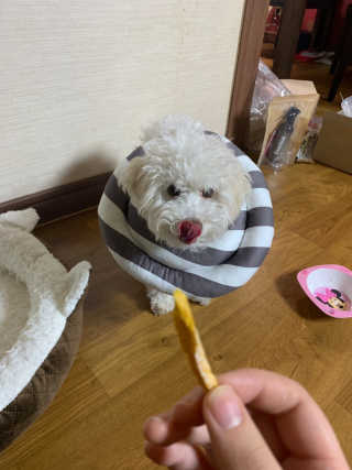 펫테라피 플레이트 야채품은 하루황태 — 5점을 준 리뷰어가 2019년 12월 올린 사용 사진