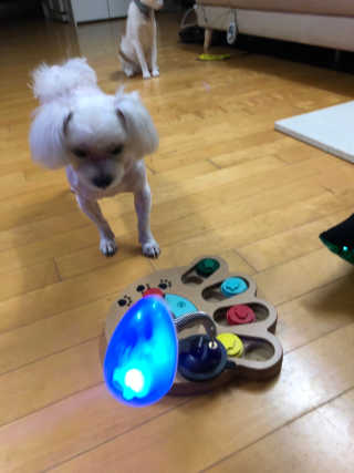 옥희독희 스윙토이 — 5점을 준 리뷰어가 2019년 8월 올린 사용 사진