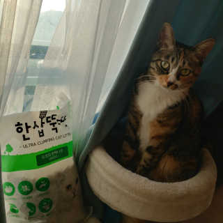 [펫토리아] BEST 고양이두부모래 6L 한삽뚝딱 — 5점을 준 리뷰어가 2019년 1월 올린 사용 사진