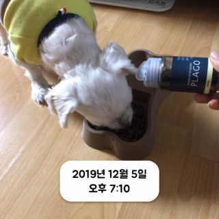 핏펫 플라고 — 5점을 준 리뷰어가 2019년 12월 올린 사용 사진