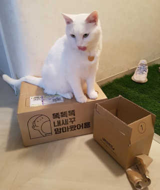 펫프렌즈 호랑이모래 6kg 무향 — 5점을 준 리뷰어가 2020년 1월 올린 사용 사진