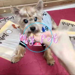 [펫토리아] 뚝딱뚝딱 400g 강아지 간식 베스트5종 — 5점을 준 리뷰어가 2019년 1월 올린 사용 사진