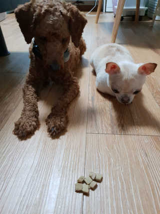 [펫토리아] 맛도 영양도 BEST 한끼뚝딱 강아지 사료 — 5점을 준 리뷰어가 2019년 4월 올린 사용 사진