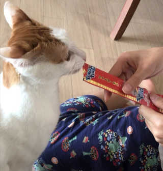 펫토리아 짜먹는 토로토로 고양이 파우치 간식 — 5점을 준 리뷰어가 2019년 6월 올린 사용 사진