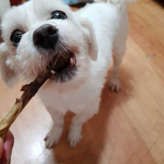 [펫토리아] 한입뚝딱 강아지 수제간식 BEST 5종 — 5점을 준 리뷰어가 2019년 2월 올린 사용 사진